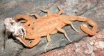 955338dca0rpion2.jpg 150x82 Scorpion Story